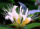 Lonicera Japonica